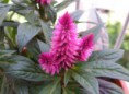 CELOSIA CARACAS